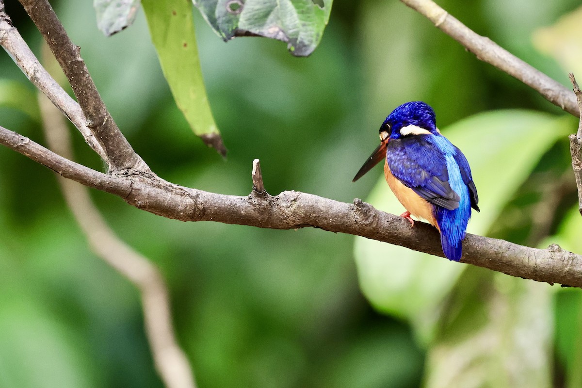 Blue-eared Kingfisher - ML622114303