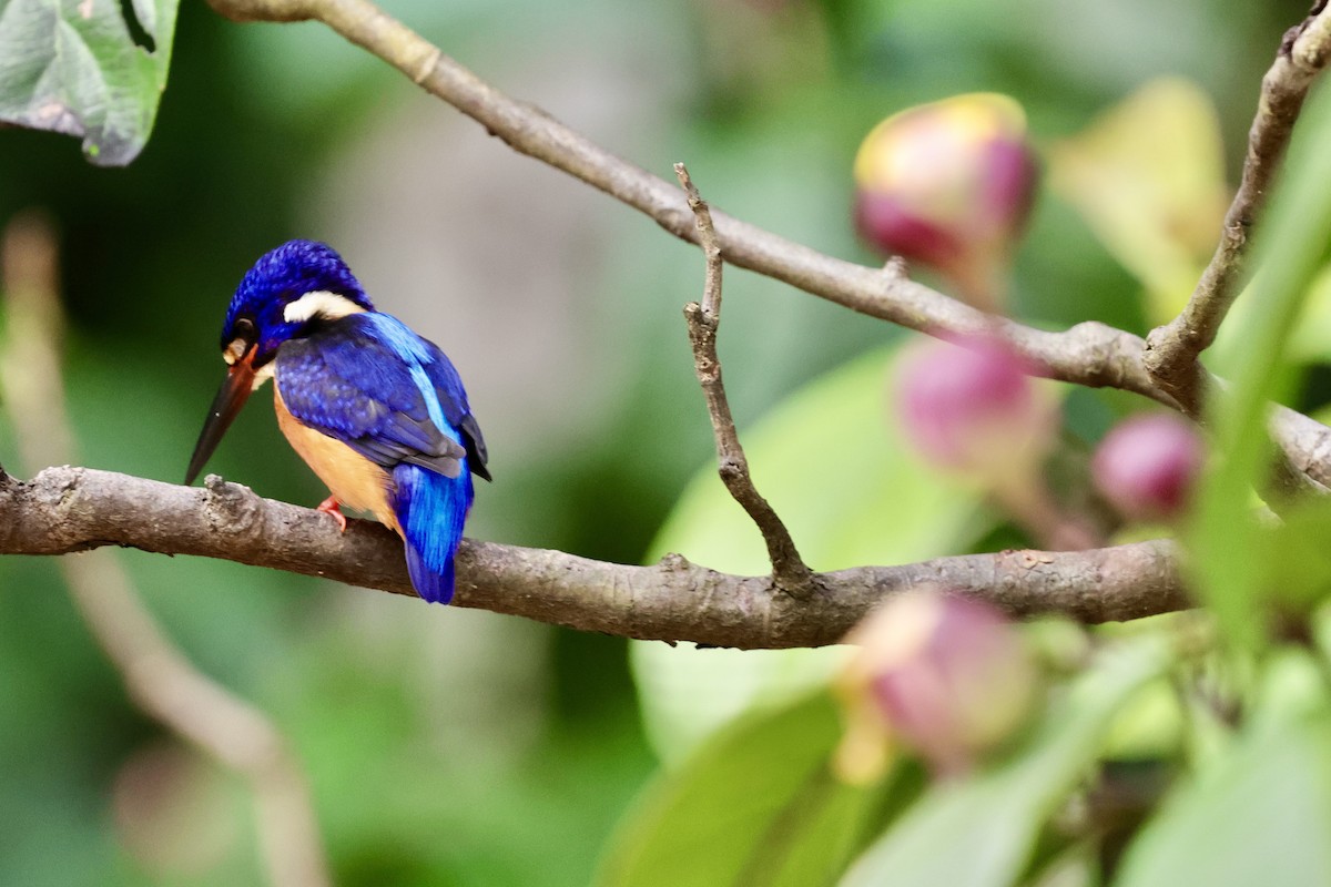 Blue-eared Kingfisher - ML622114304