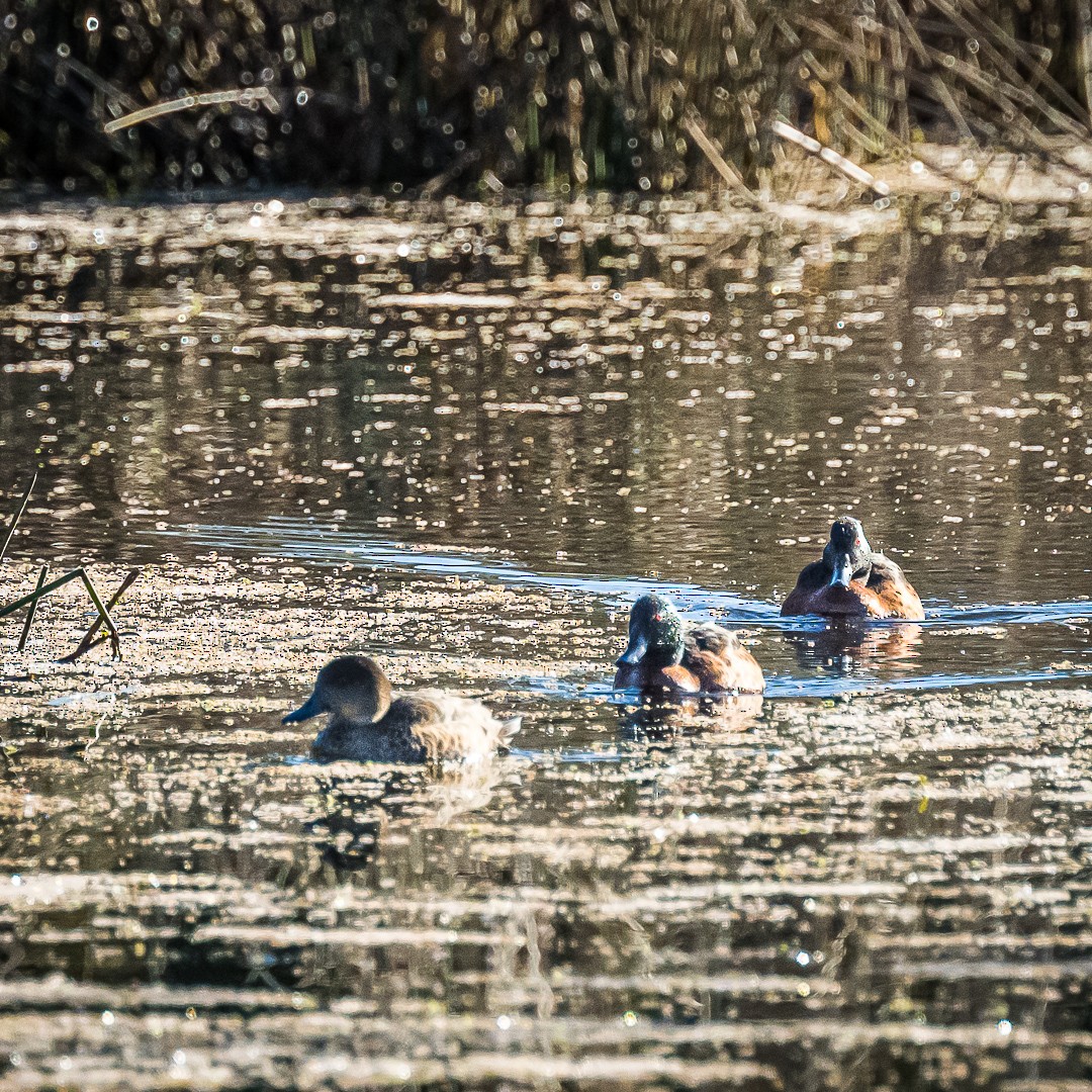 Chestnut Teal - ML622114309