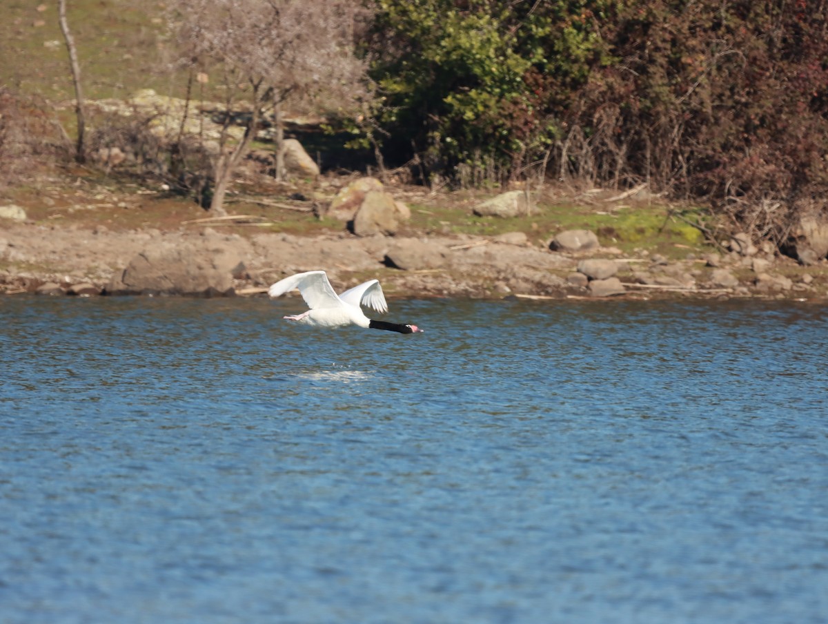 Black-necked Swan - ML622114311