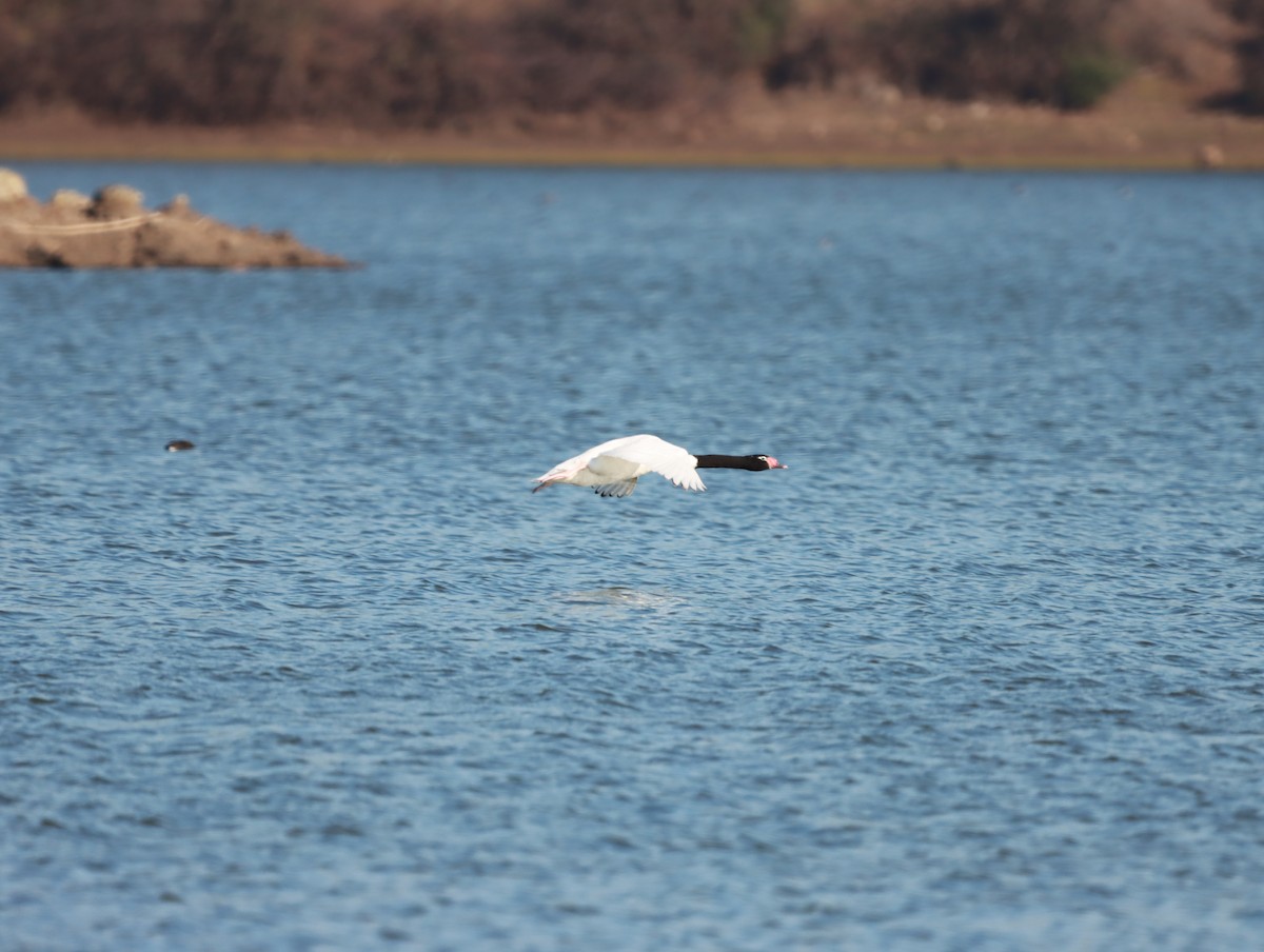 Black-necked Swan - Mario Reyes