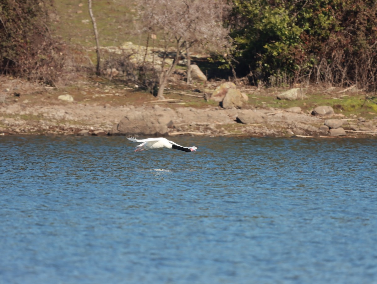 Black-necked Swan - ML622114314