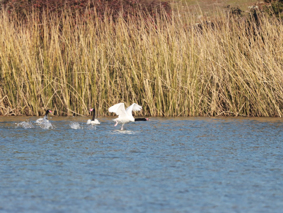 Black-necked Swan - ML622114315