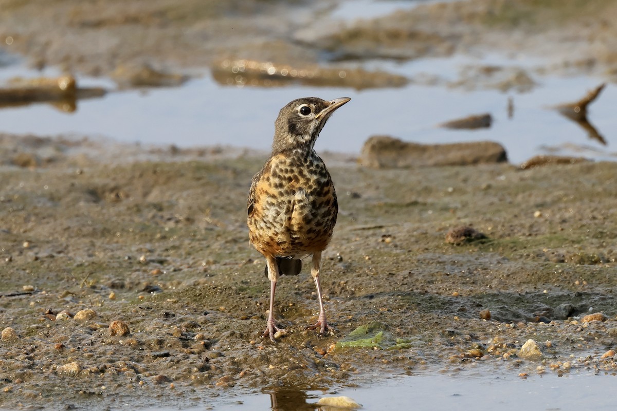 American Robin - ML622114316