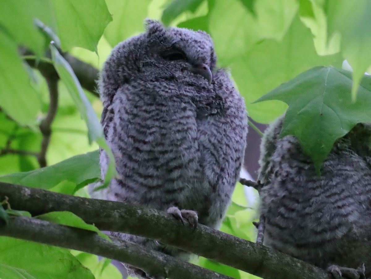 Petit-duc maculé - ML622114321