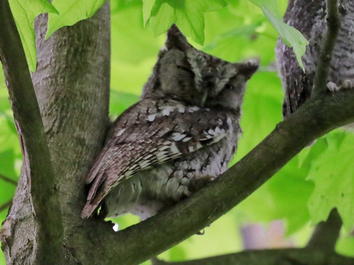 Petit-duc maculé - ML622114322