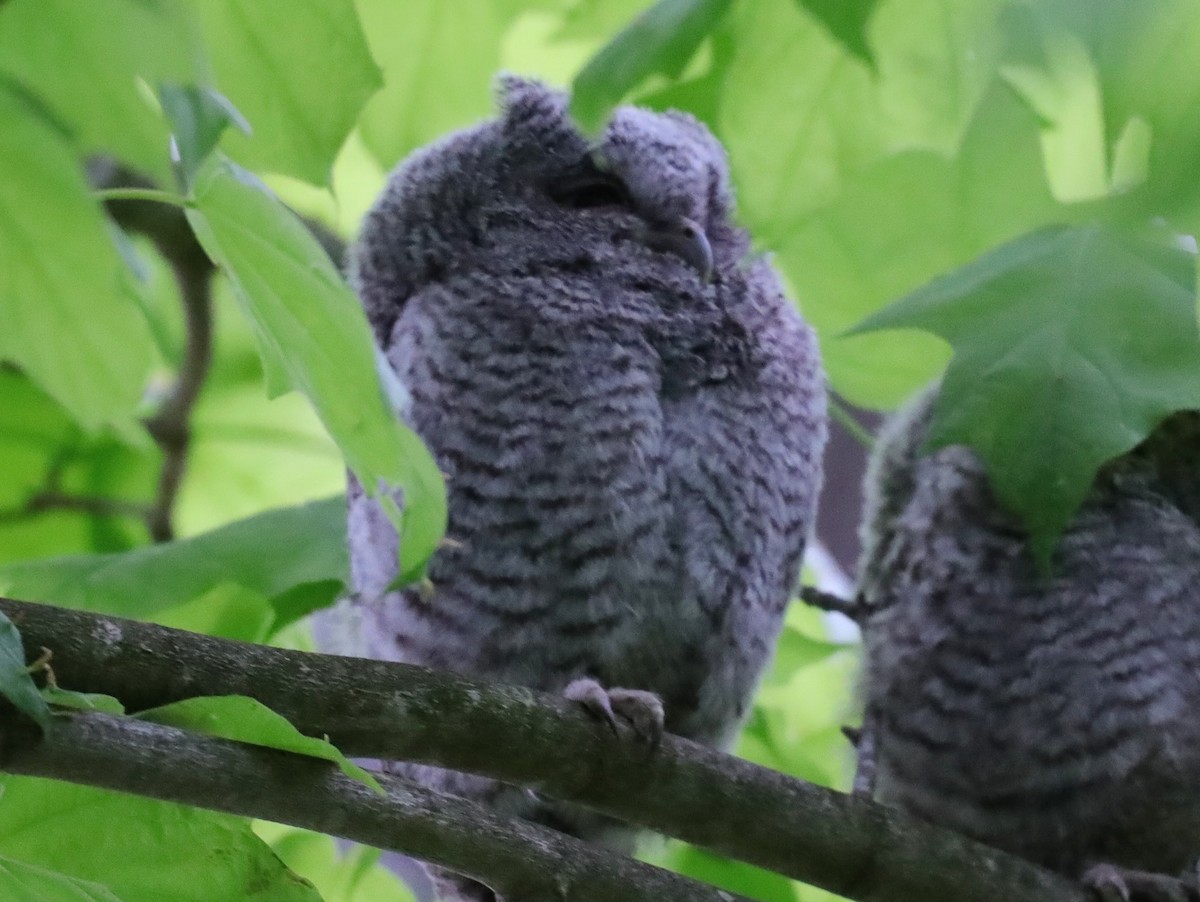 Petit-duc maculé - ML622114323