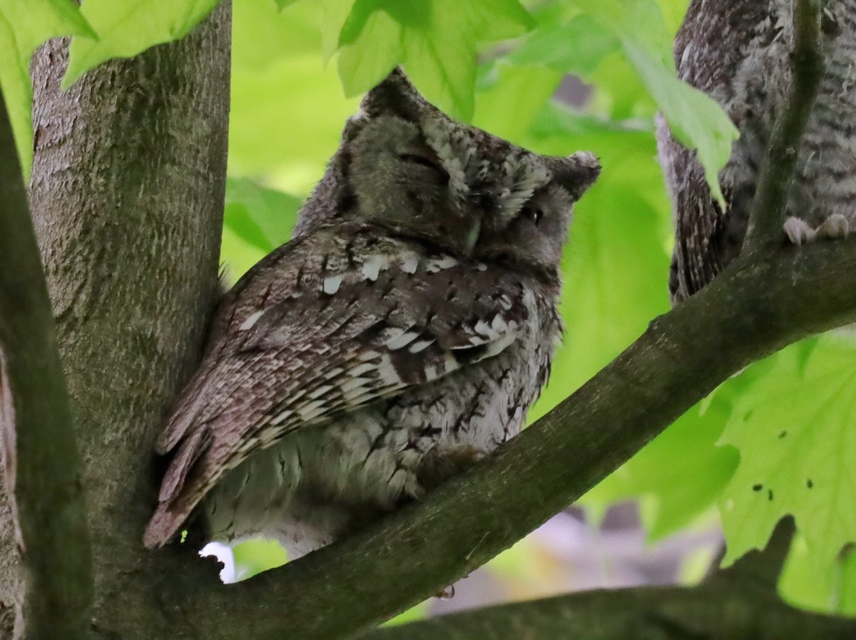 Petit-duc maculé - ML622114324