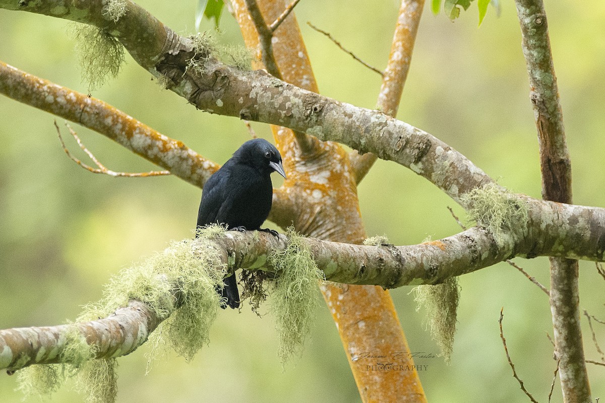 Jamaican Blackbird - ML622114327