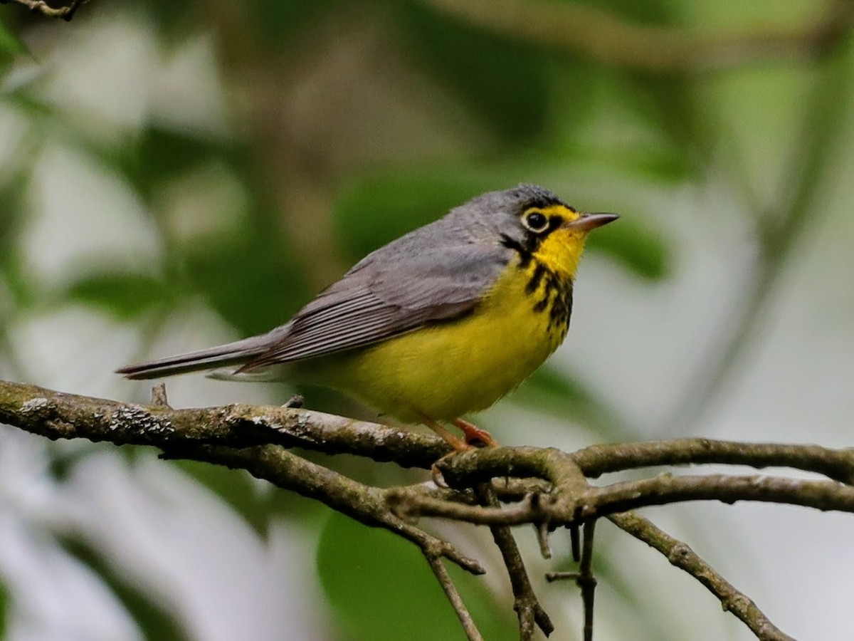 Paruline du Canada - ML622114353