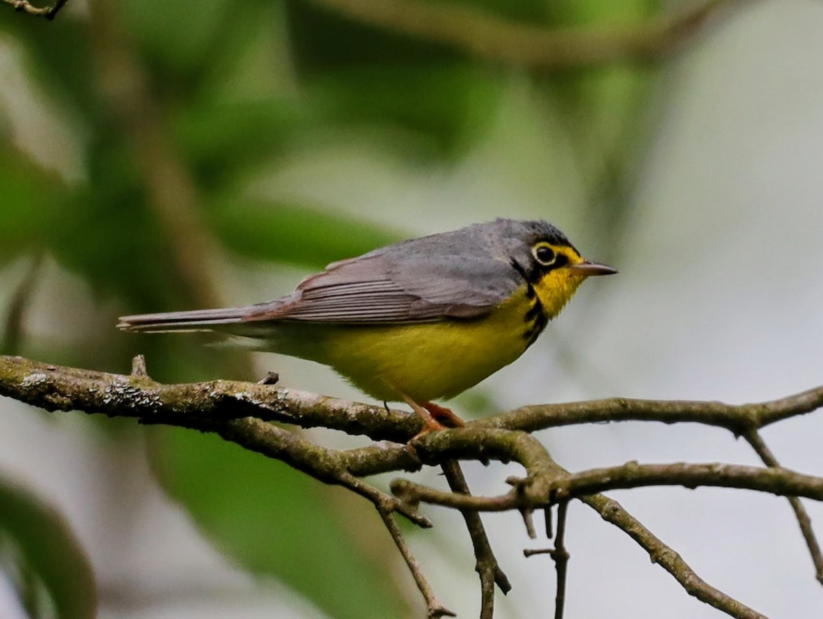 Paruline du Canada - ML622114354