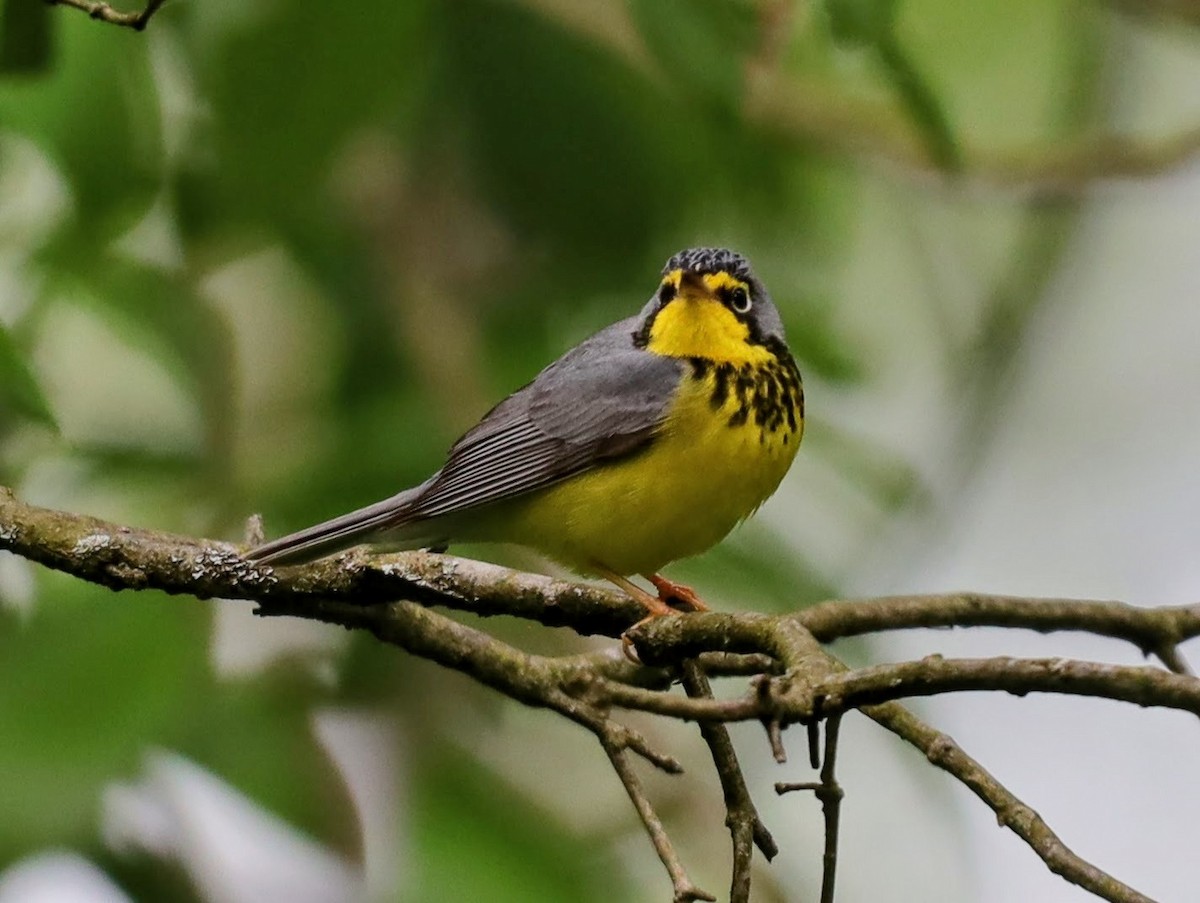 Paruline du Canada - ML622114355