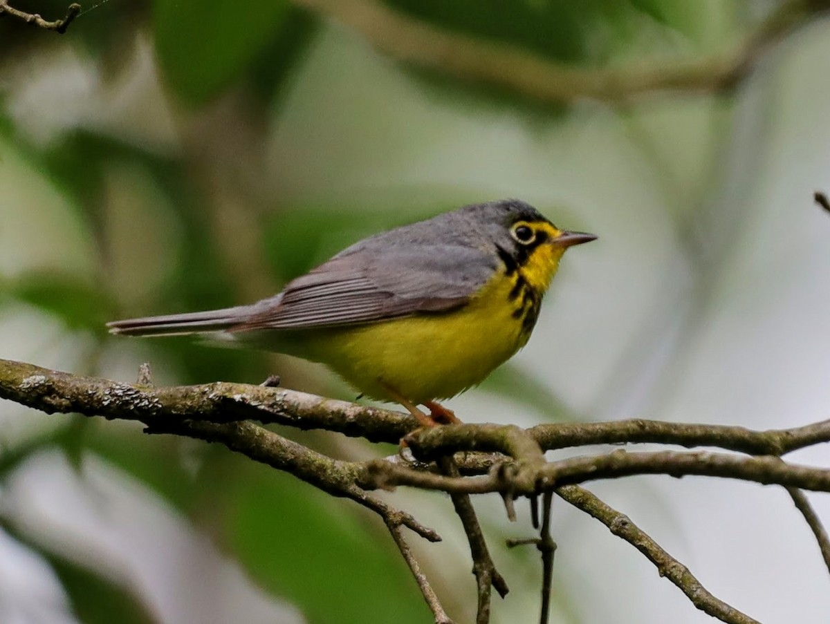Paruline du Canada - ML622114356