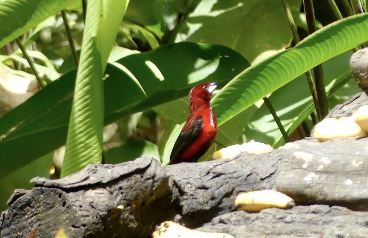 Tangara à dos rouge - ML622114425