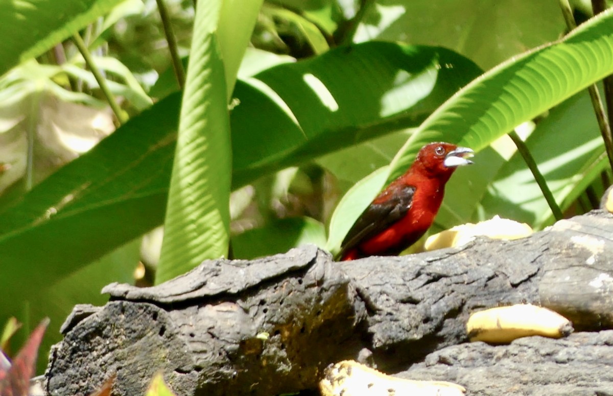 Tangara à dos rouge - ML622114432