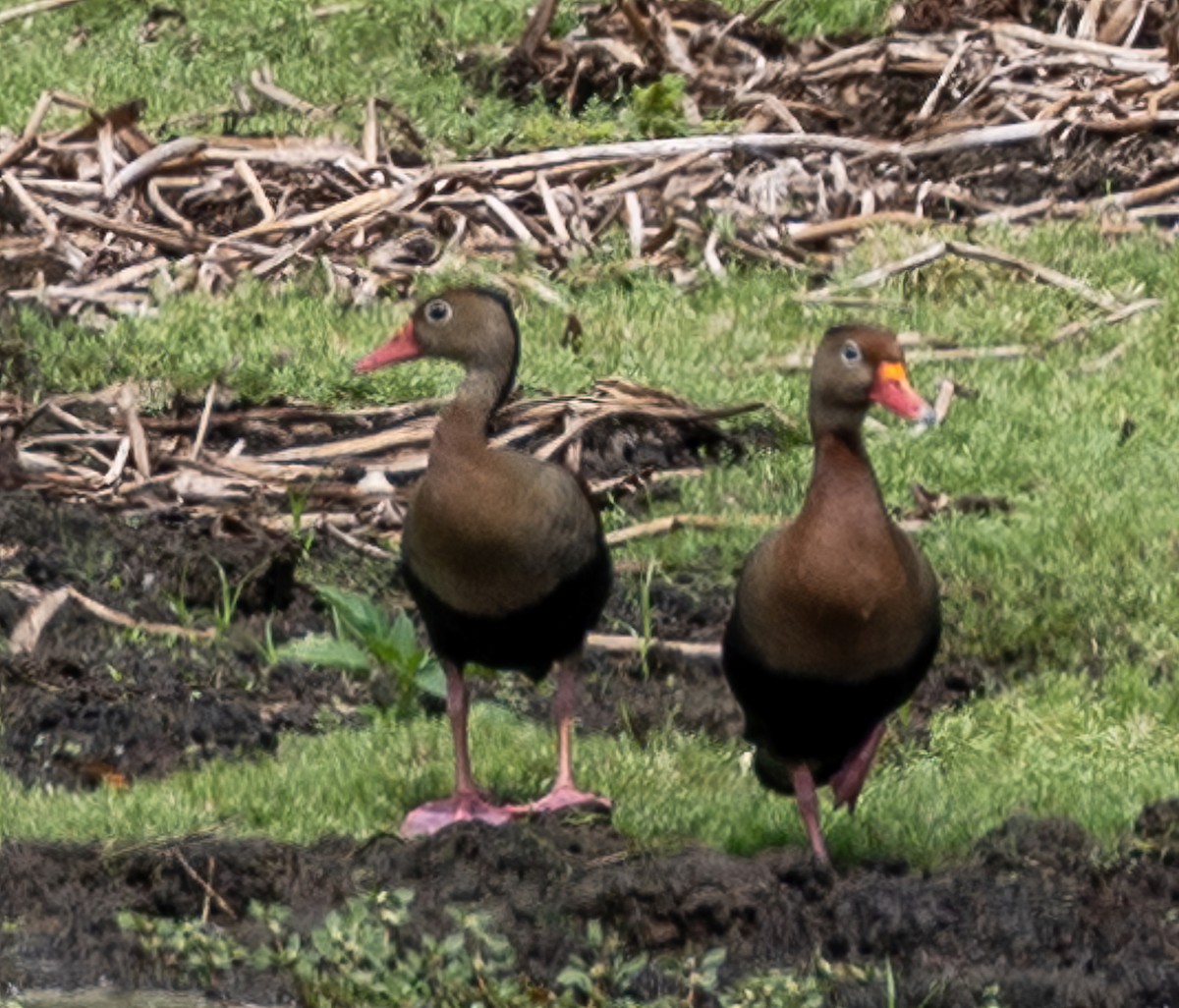 Black-bellied Whistling-Duck - ML622114434