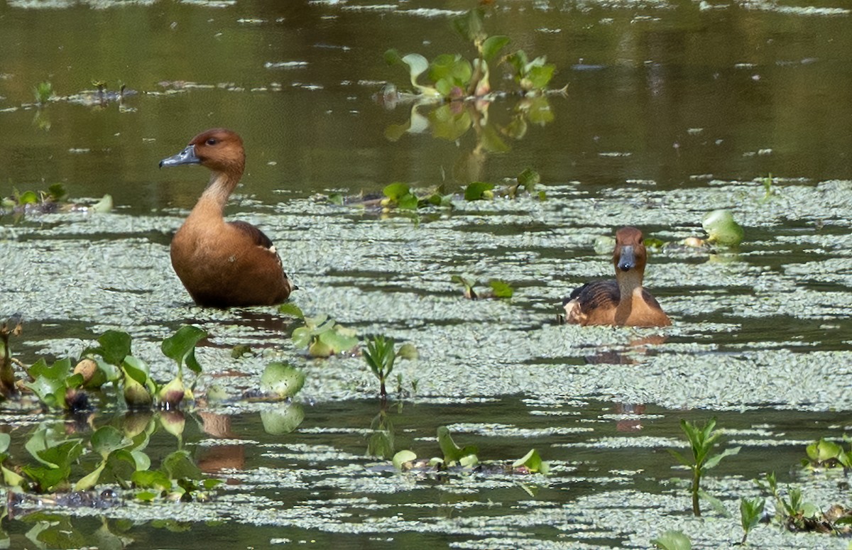 Fulvous Whistling-Duck - ML622114435