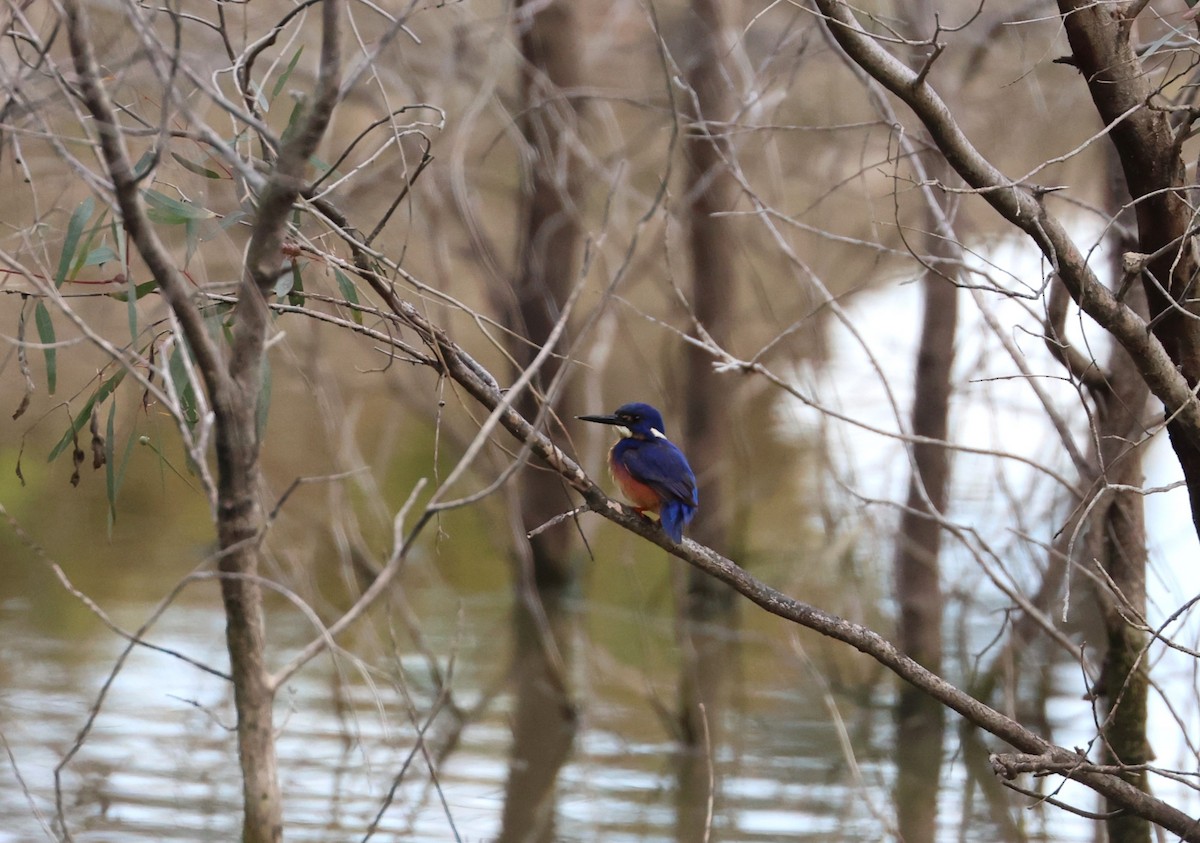 Azure Kingfisher - ML622114482