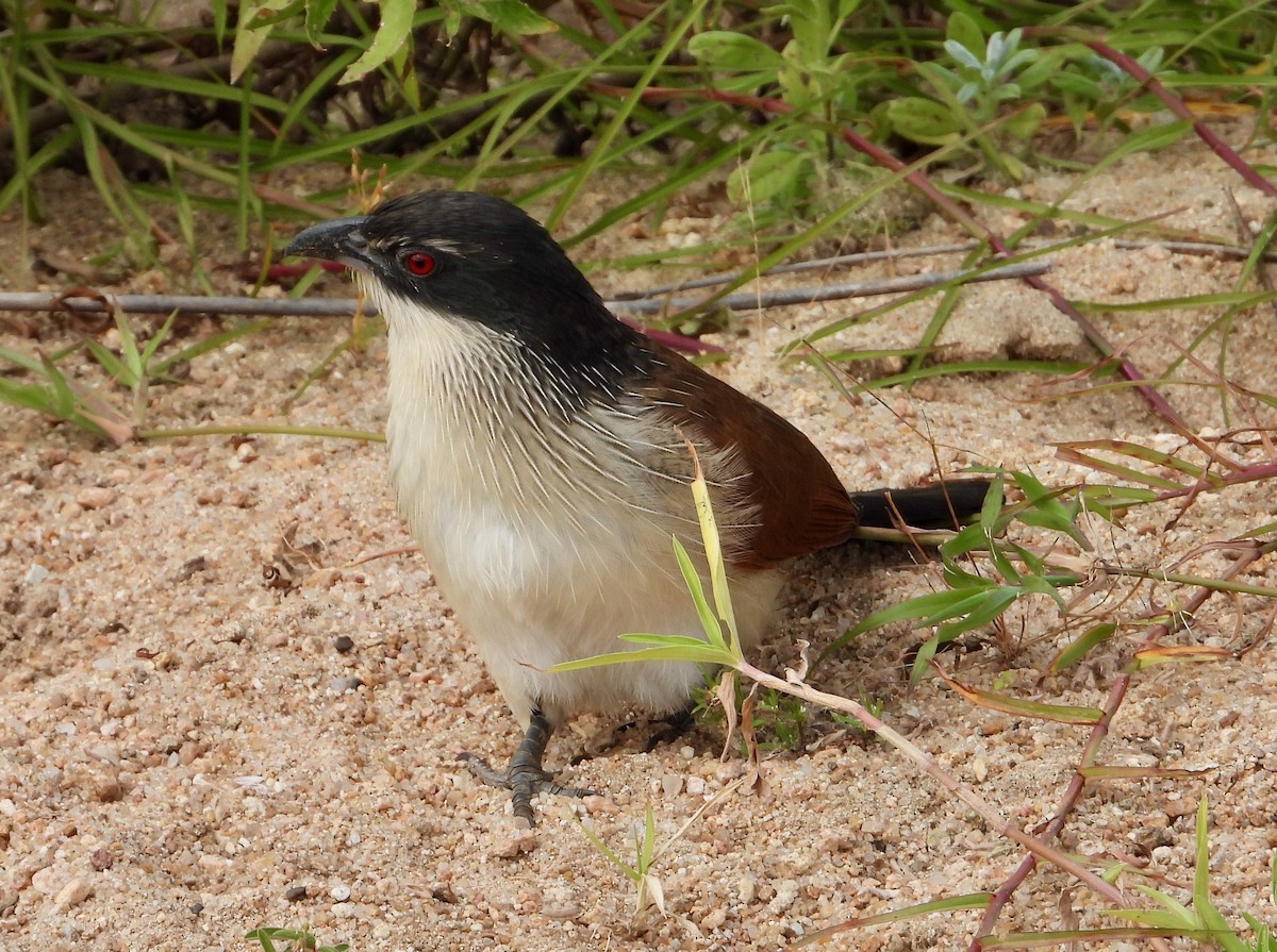 White-browed Coucal (Burchell's) - ML622114486