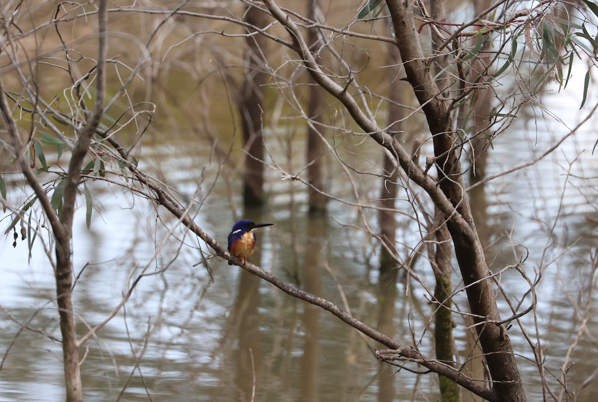 Azure Kingfisher - ML622114490