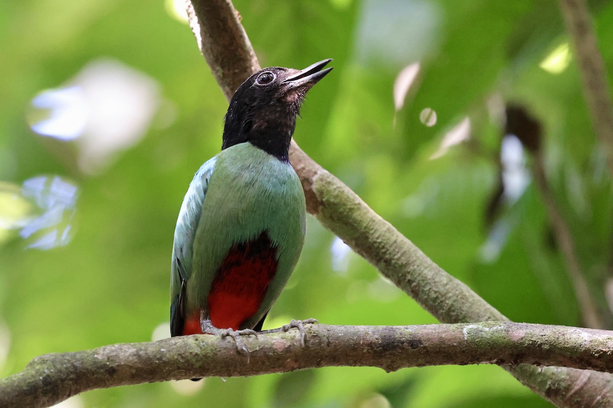 Western Hooded Pitta - Anonymous