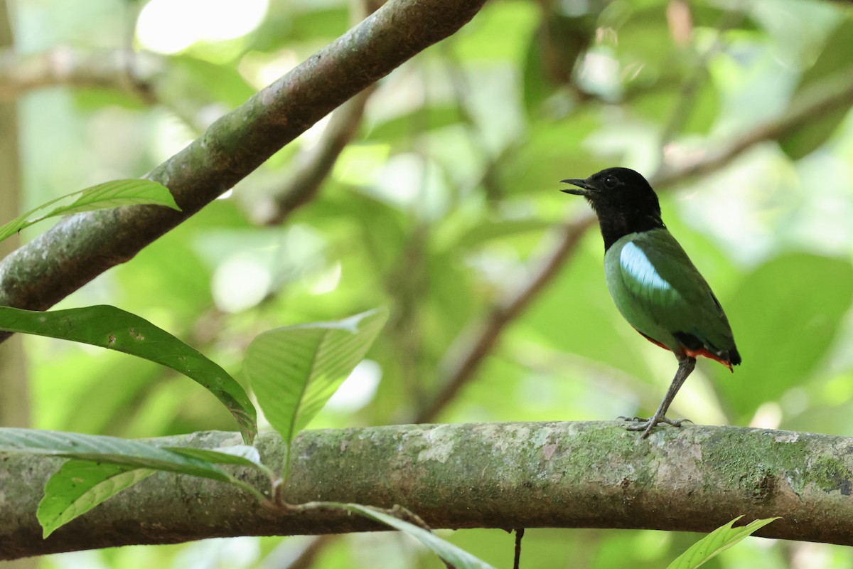 Western Hooded Pitta - Anonymous