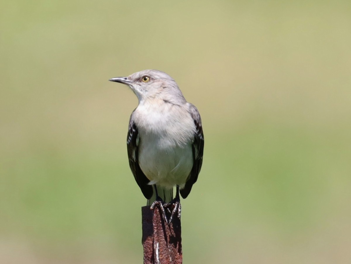 Northern Mockingbird - ML622114516