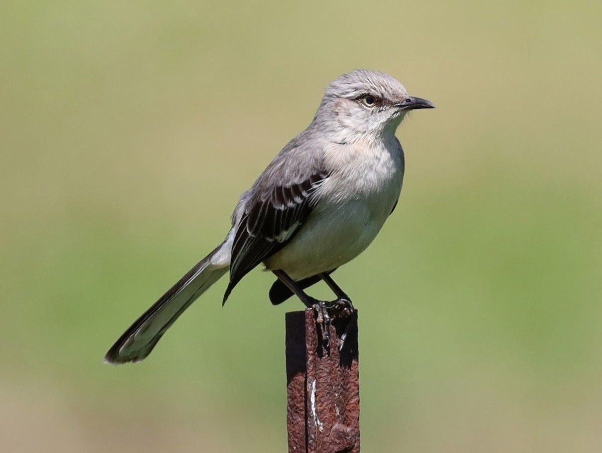 Northern Mockingbird - ML622114517