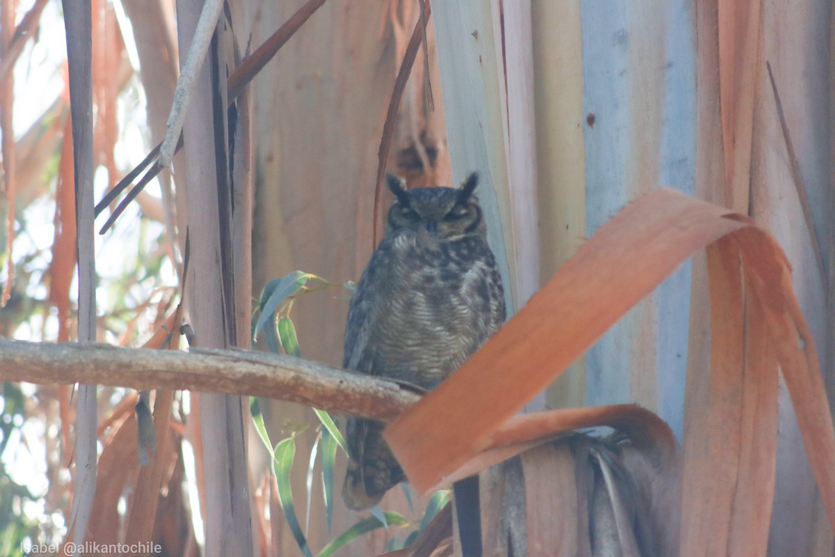 Lesser Horned Owl - Alikanto Chile Isabel Gómez Córdova