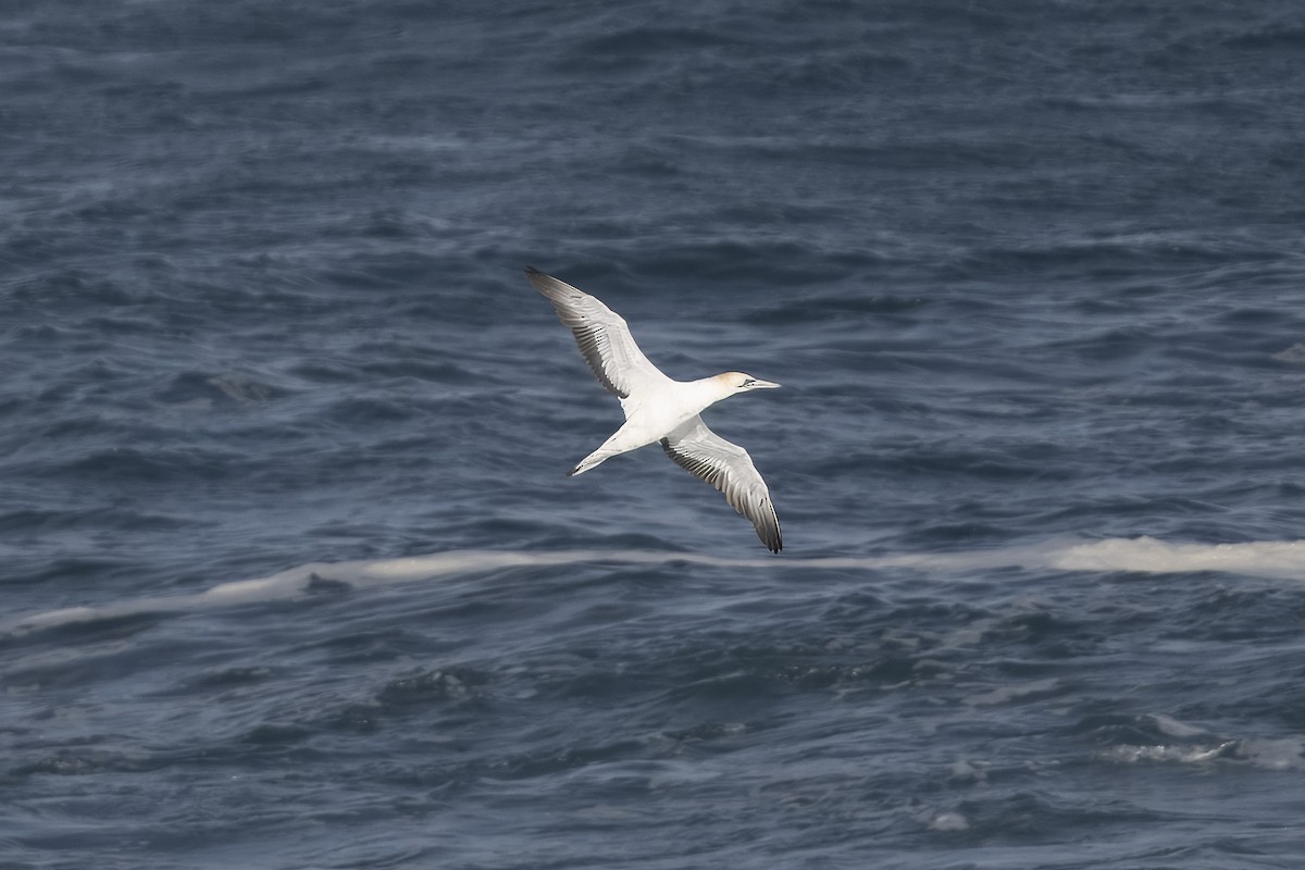 Australasian Gannet - Mike Hooper