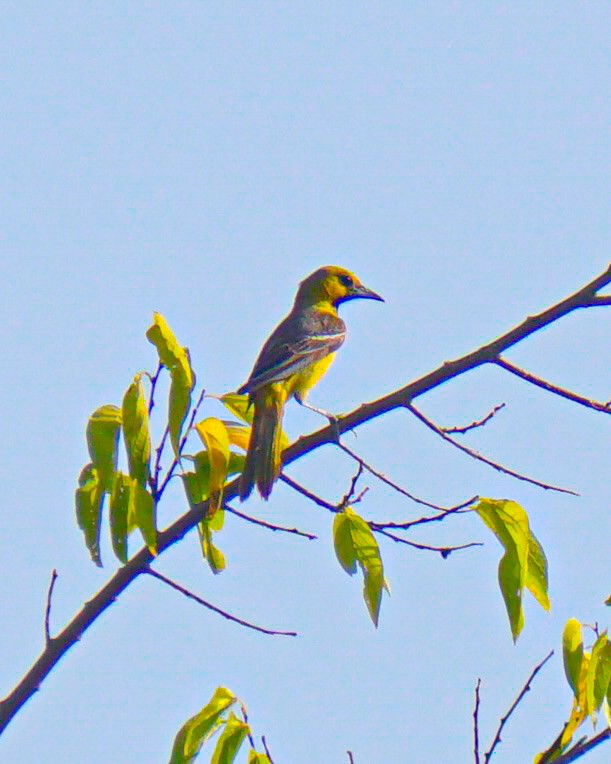 Orchard Oriole - Drake Thomas