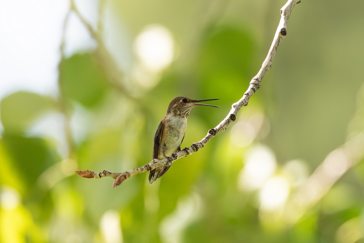 Colibrí Rufo - ML622114552