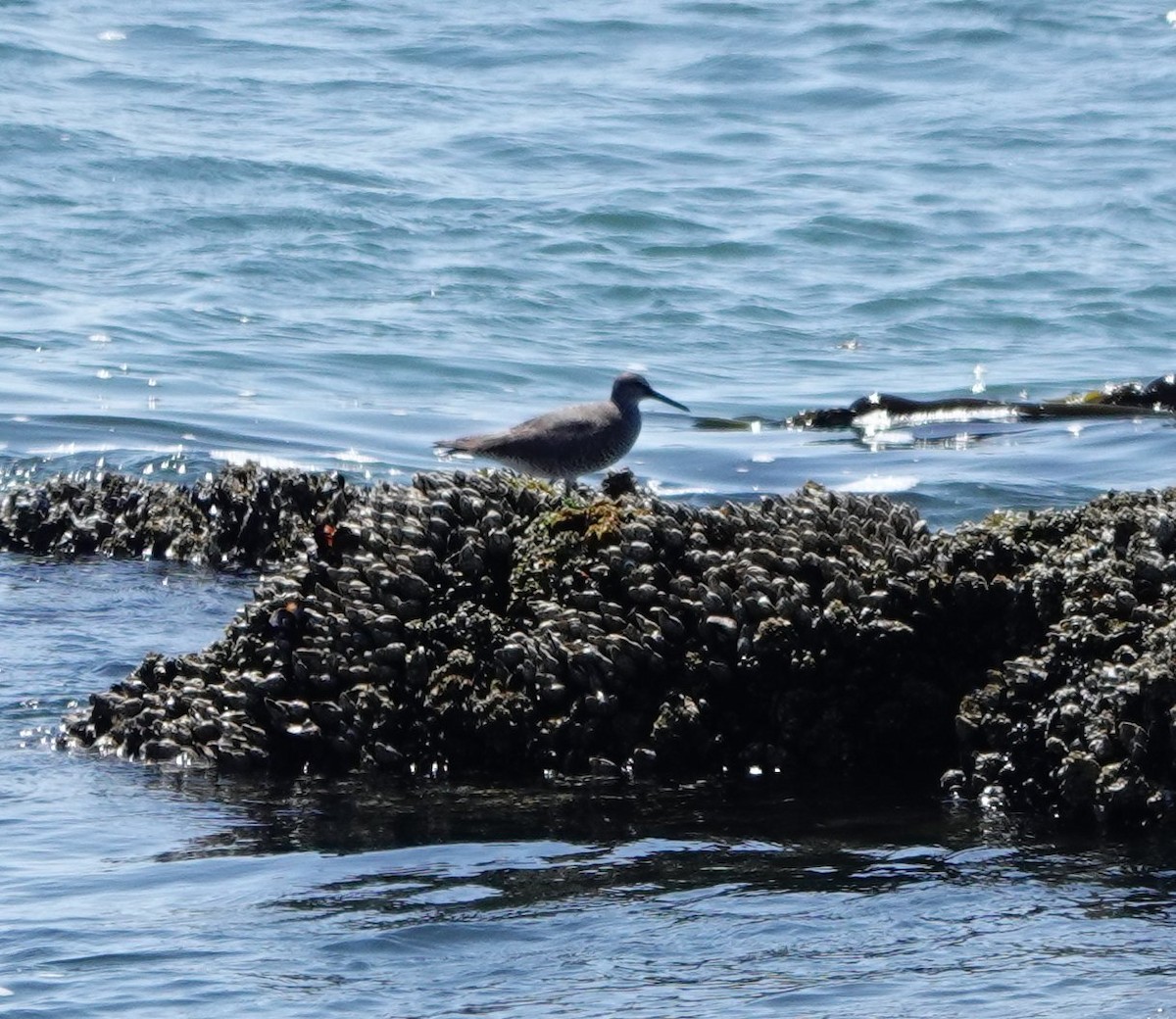 Wandering Tattler - ML622114554