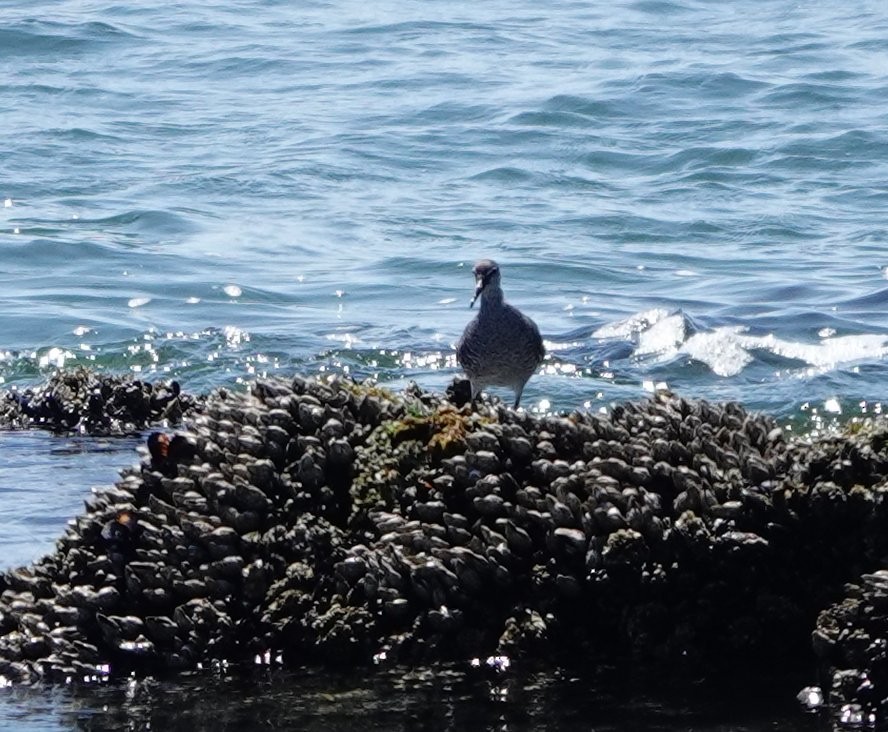 Wandering Tattler - ML622114555