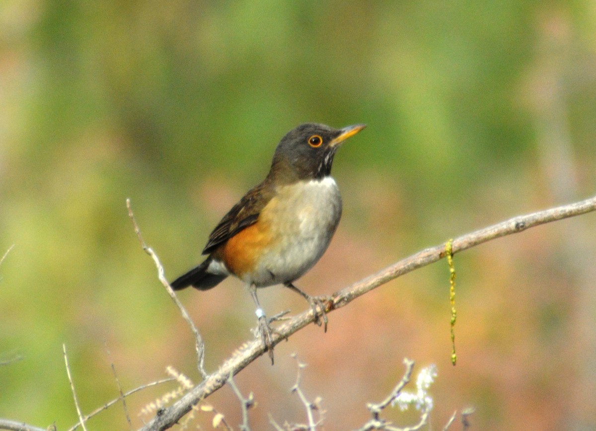 White-necked Thrush - ML622114569