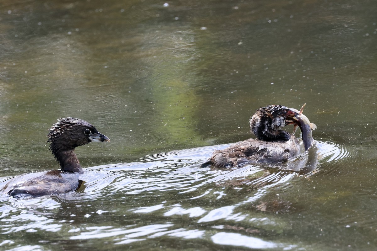 Pied-billed Grebe - Mari Petznek