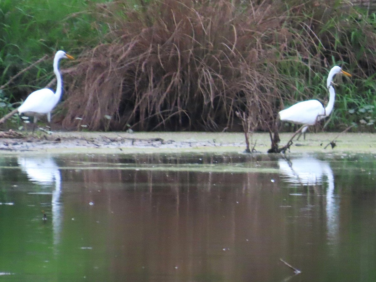 Great Egret - ML622114715