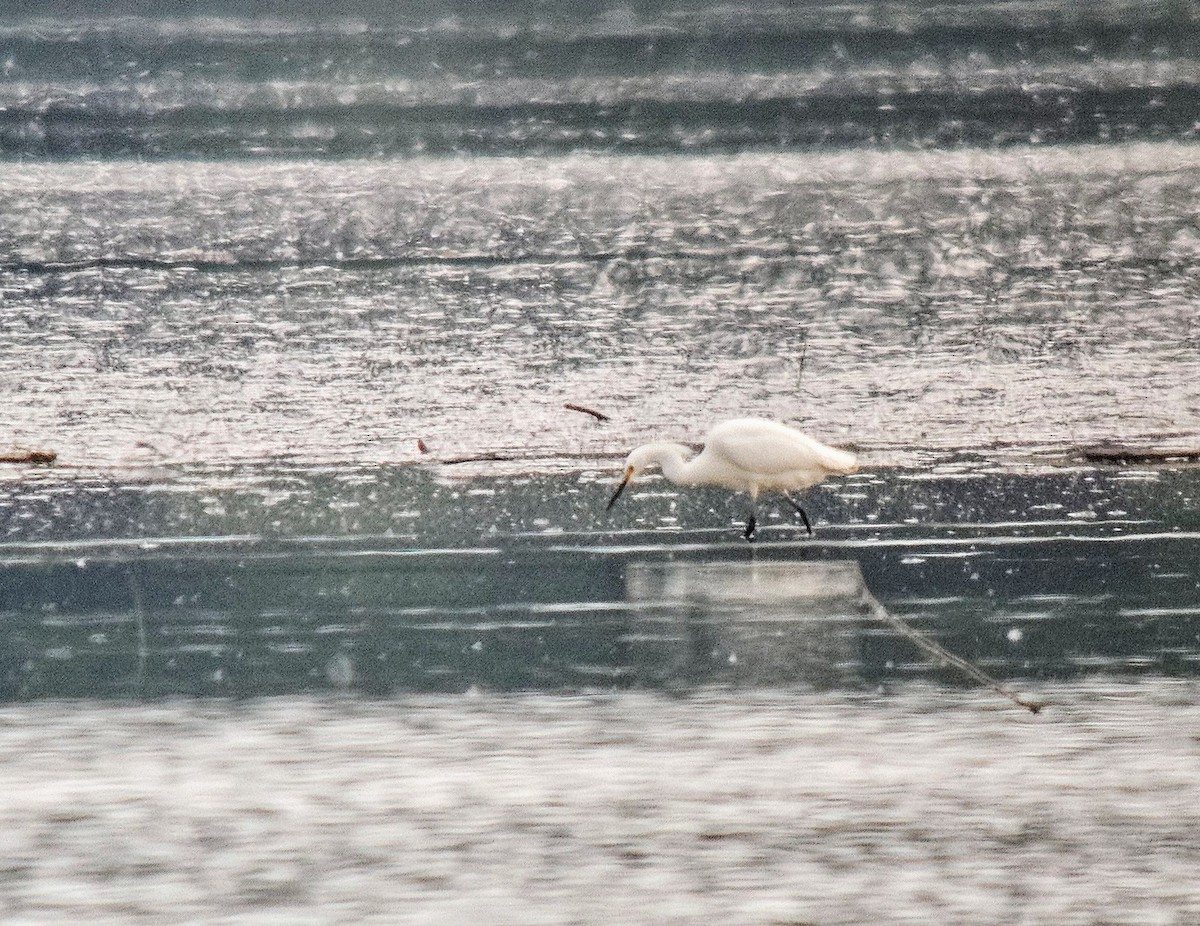 Snowy Egret - ML622114765