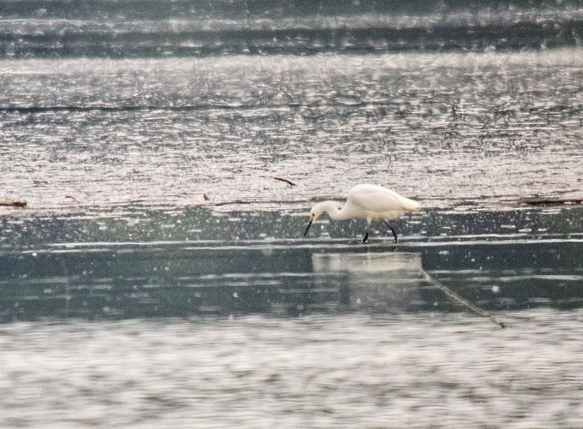 Snowy Egret - ML622114766