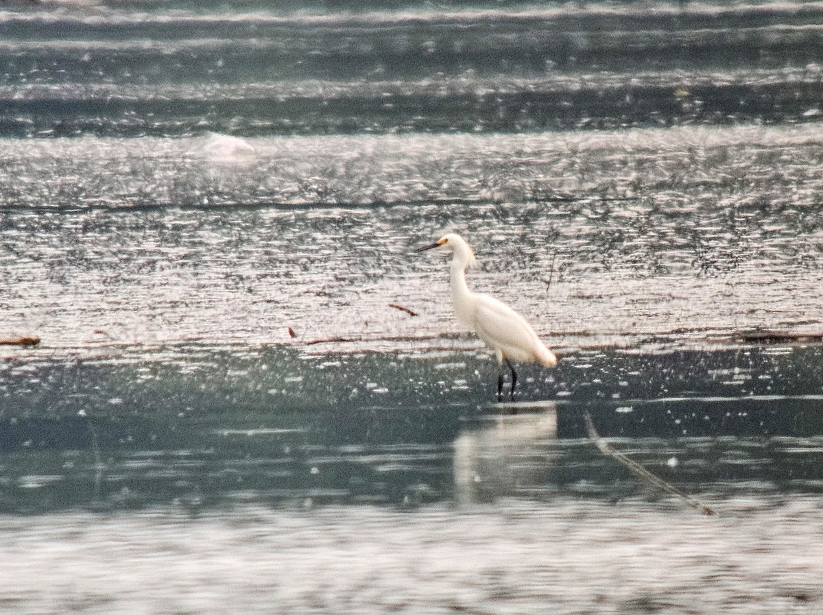 Snowy Egret - ML622114767