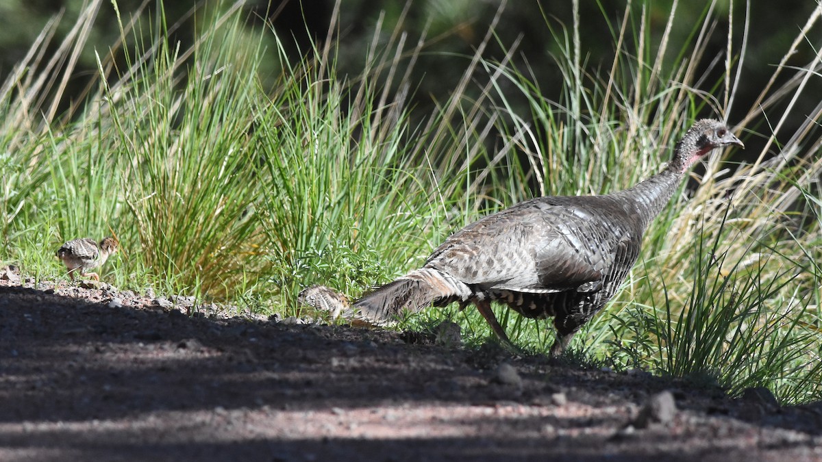 Wild Turkey - ML622114783