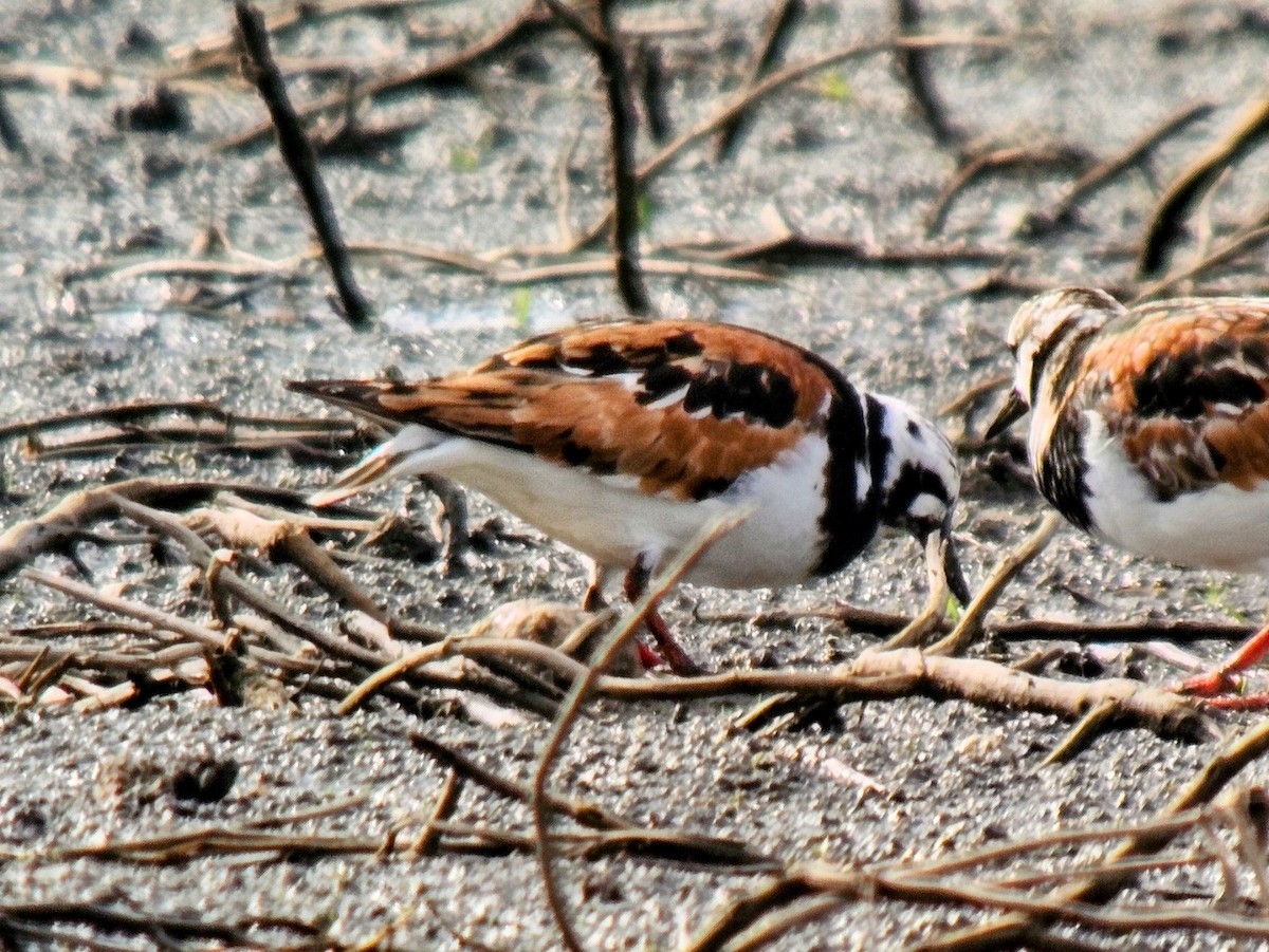 Ruddy Turnstone - ML622114834