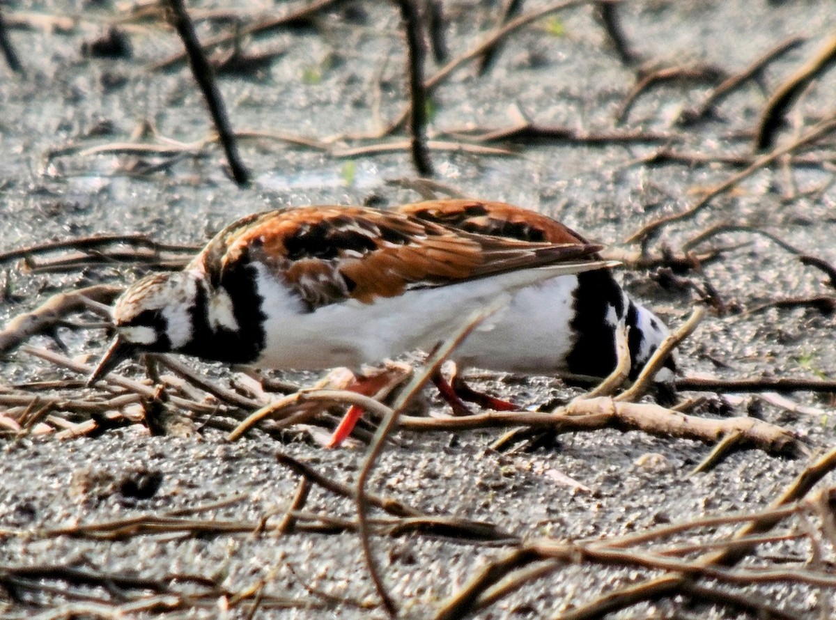 Ruddy Turnstone - ML622114835