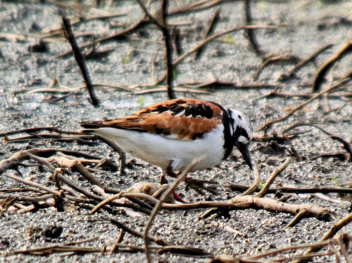 Ruddy Turnstone - ML622114836