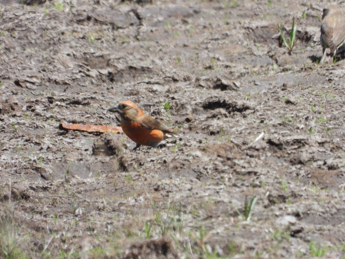 Red Crossbill - ML622114851