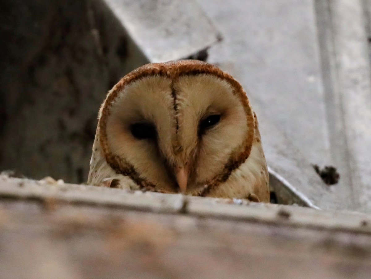 Barn Owl - ML622114869