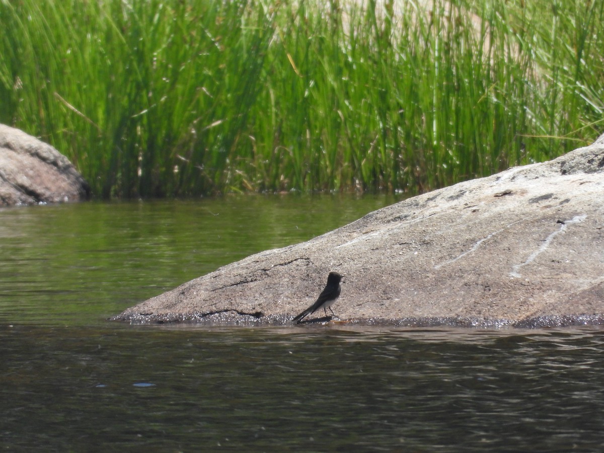 Black Phoebe - ML622114878