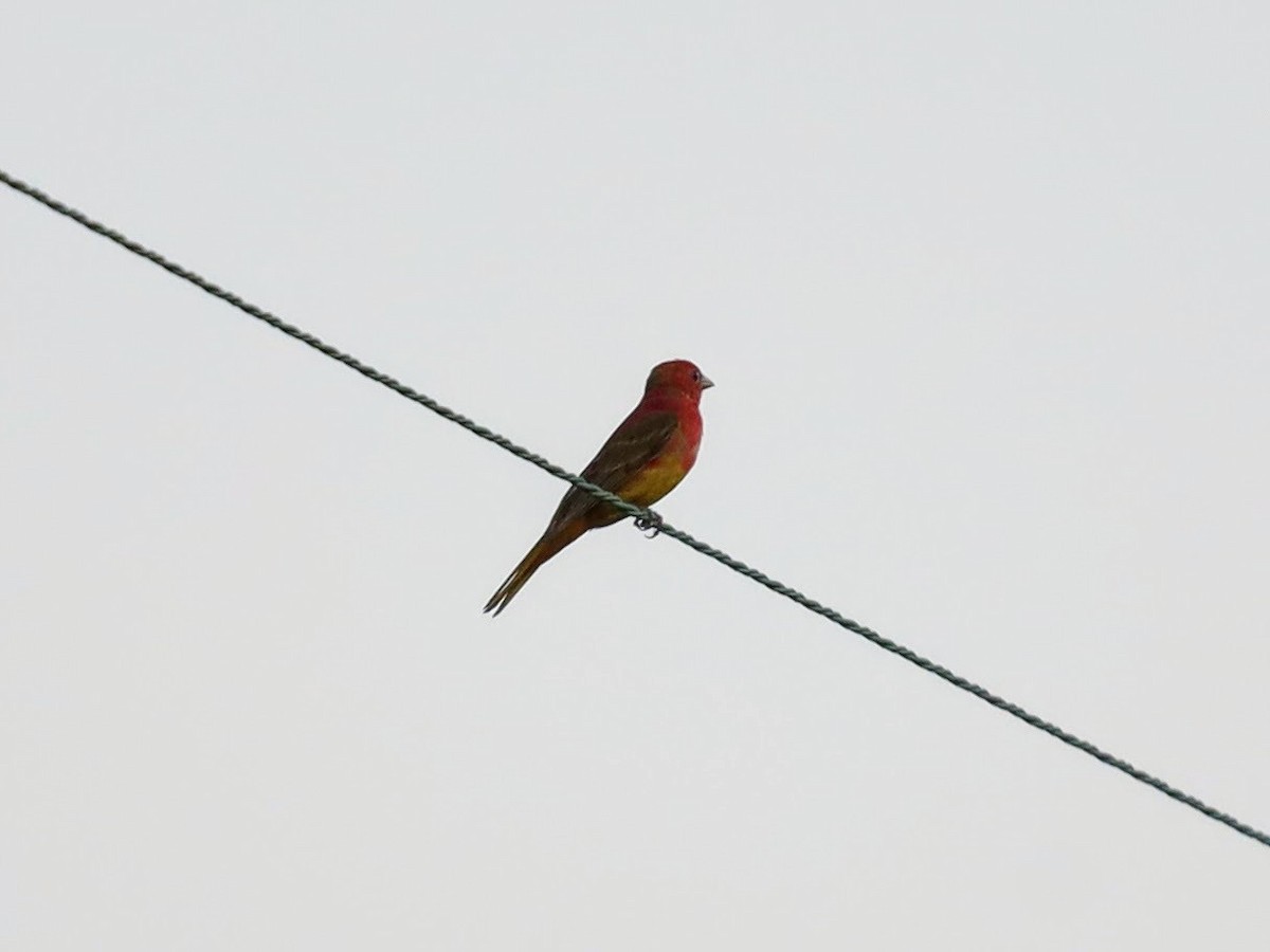 Summer Tanager - ML622114904