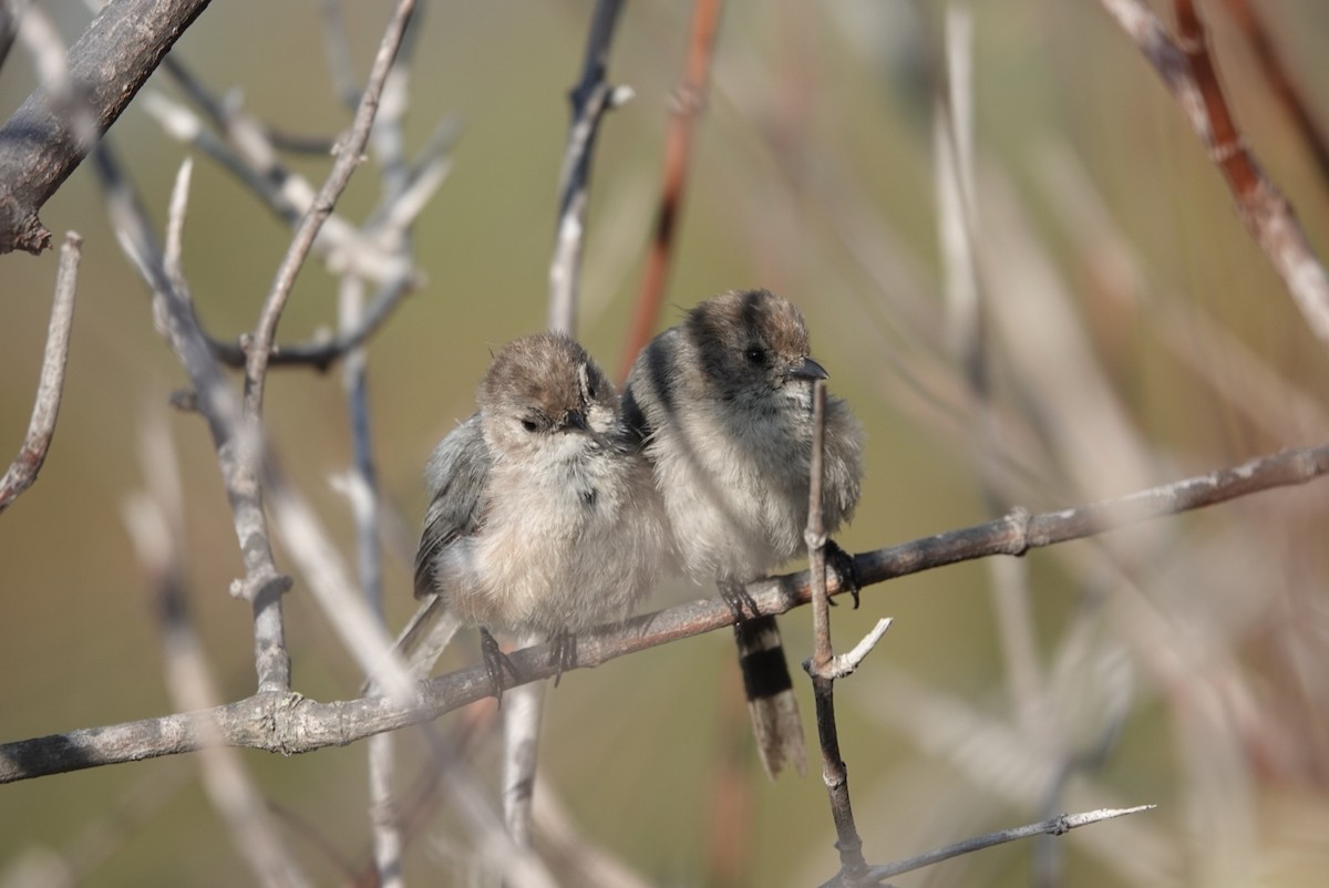 Bushtit - Brian Bleecker