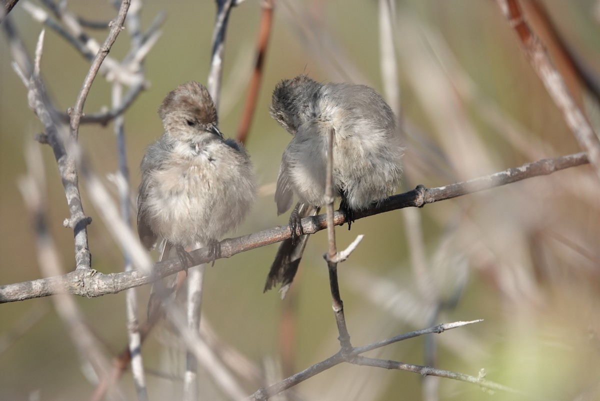 Bushtit - ML622114906